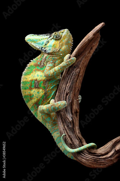 Obraz Chameleon on driftwood