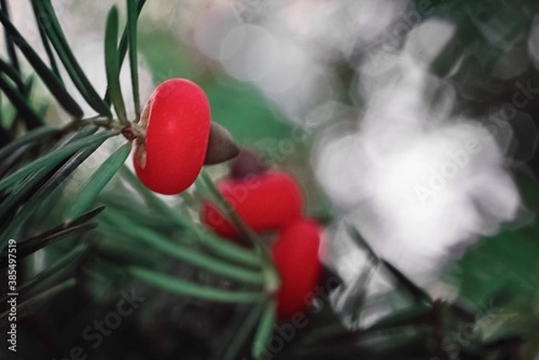 Fototapeta Red berries with bokeh 