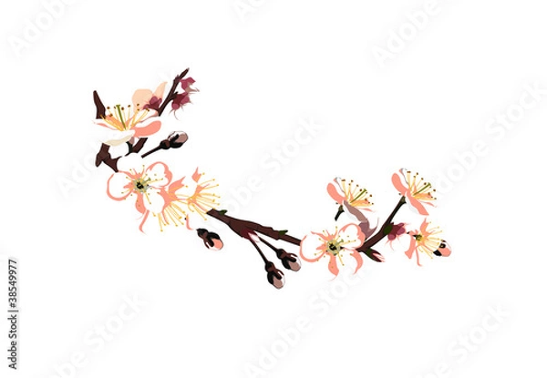Obraz Sacura on the white background