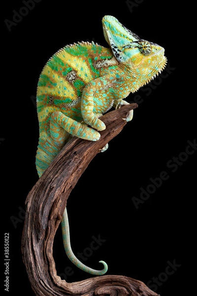 Obraz Resting Chameleon