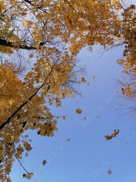 Fototapeta autumn trees and falling leaves against the sky