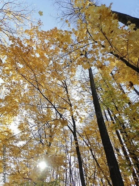 Fototapeta autumn trees and falling leaves against the sky