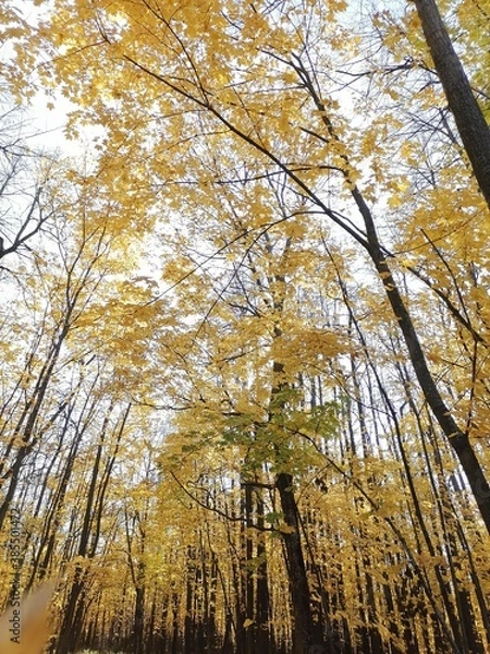 Fototapeta autumn trees and falling leaves against the sky