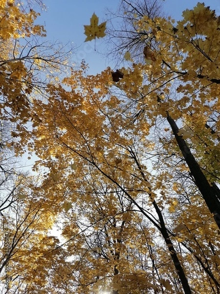 Fototapeta autumn trees and falling leaves against the sky