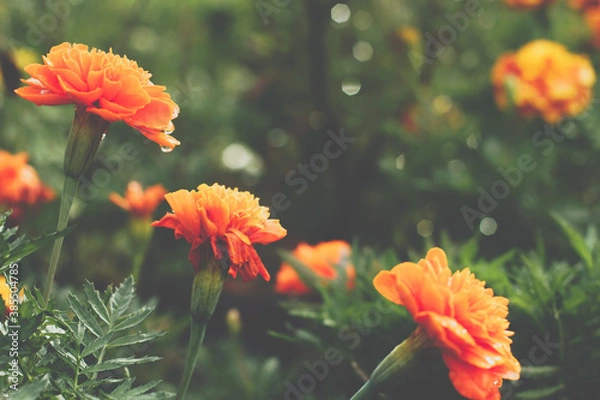 Fototapeta Marigold flower closeup
