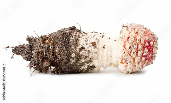 Obraz red amanita