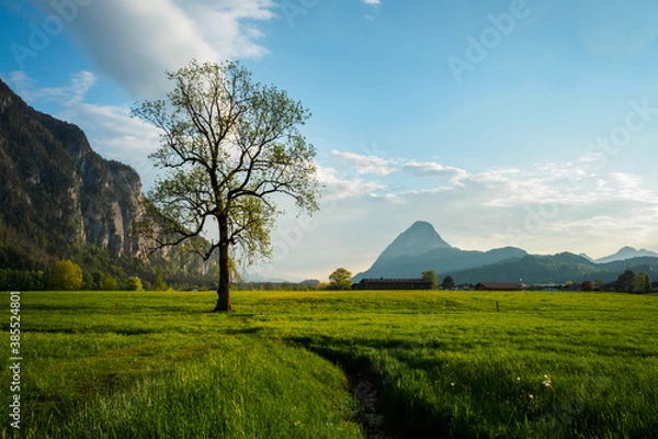 Obraz Lonely tree in spring in the evening light in Ebbs near Kufstein with mountains in the background