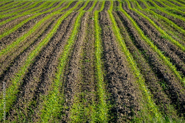 Obraz Freshly planted lush green young corn plants in a field in Austria