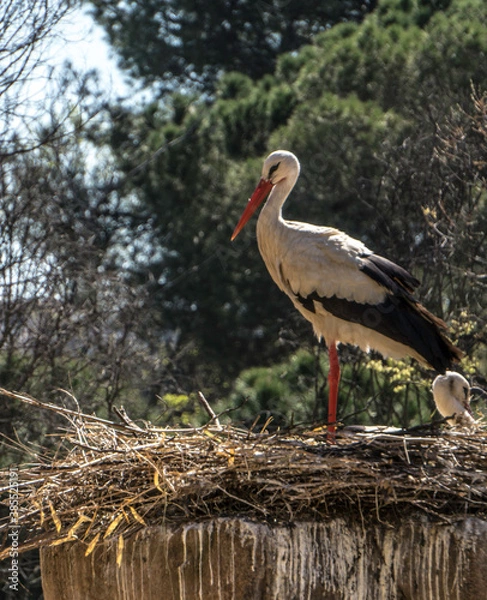 Obraz Casa de cigueñas