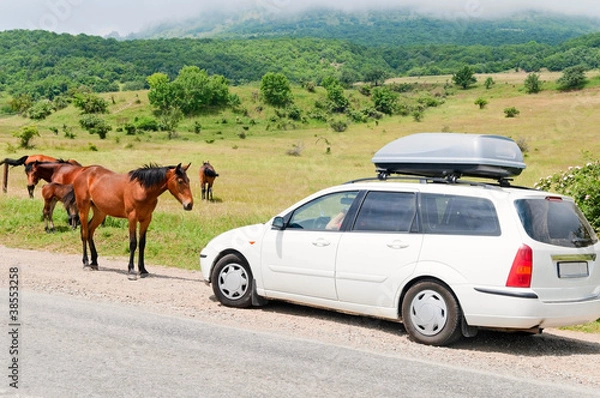 Obraz horses on the road