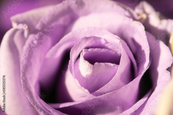 Fototapeta Rose details  detail on Macro photography 