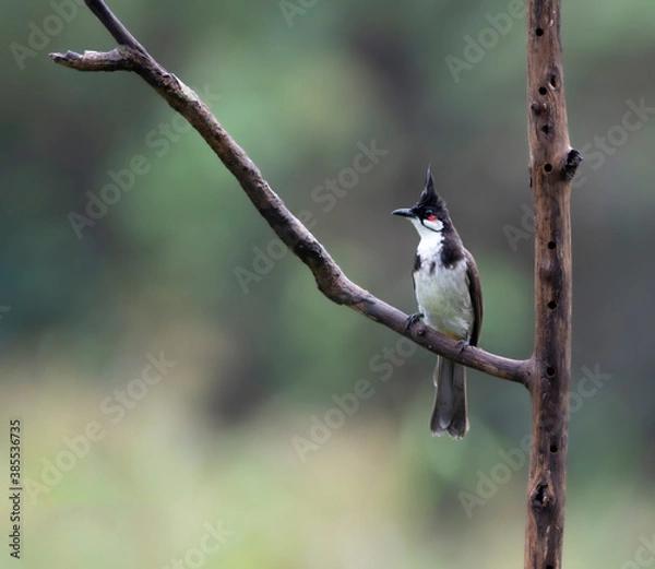 Obraz red whiskered bulbul