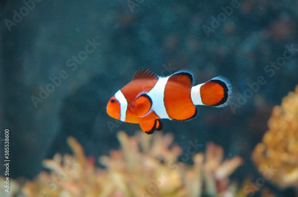 Fototapeta クマノミ