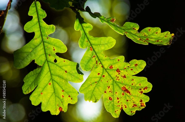 Obraz Дубовый лист