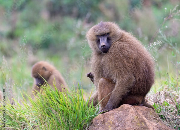 Fototapeta guinea baboon sitting looking at camera