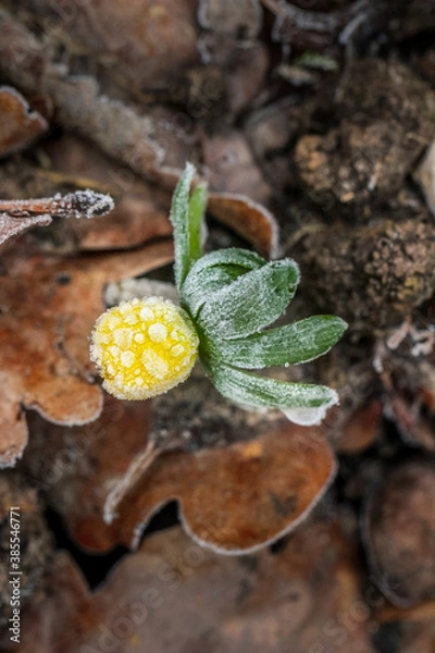 Fototapeta Gefrorener Winterling 