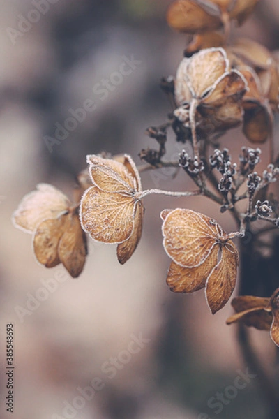 Fototapeta Mroźna hortensja
