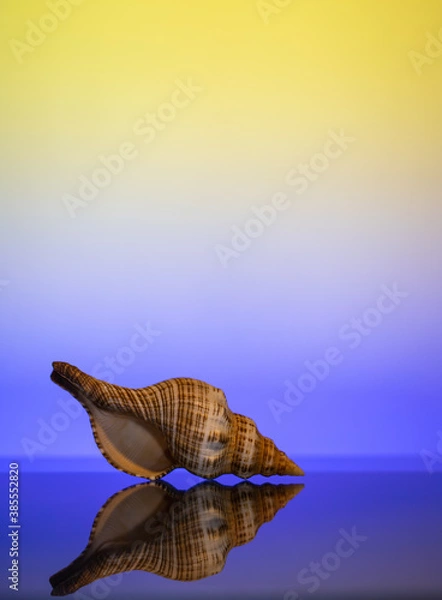 Obraz Sea shell from Sri Lanka