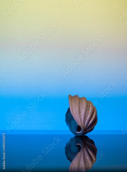 Obraz Sea shell from Sri Lanka