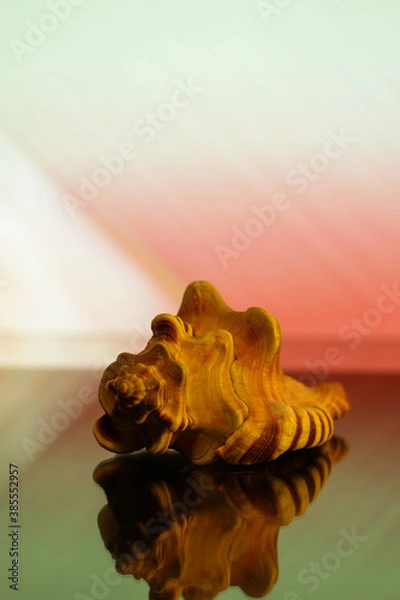 Obraz Sea shell from Sri Lanka