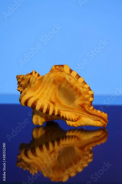 Obraz Sea shell from Sri Lanka