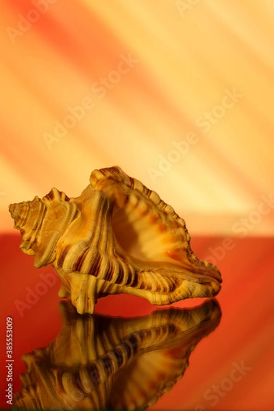 Obraz Sea shell from Sri Lanka