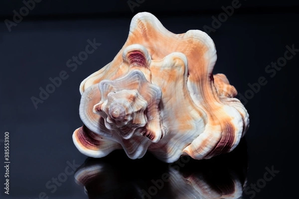 Obraz Sea shell from Sri Lanka on a black background