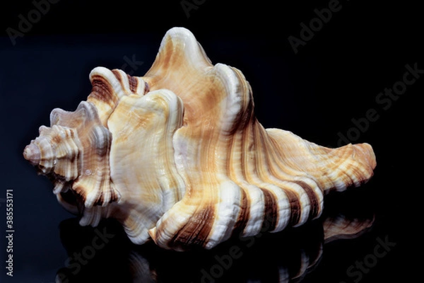Obraz Sea shell from Sri Lanka on a black background