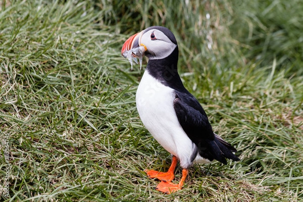 Fototapeta Icelenad puffin
