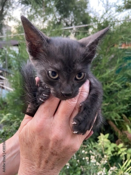 Fototapeta cat and mouse