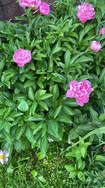 Fototapeta pink hydrangea flowers