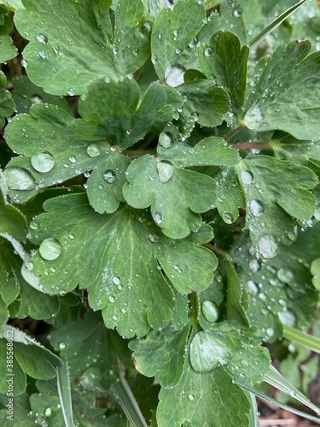 Fototapeta dew on a leaf