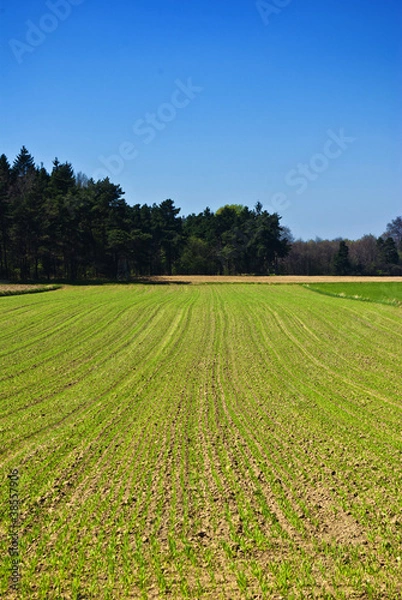 Fototapeta Green lines on field