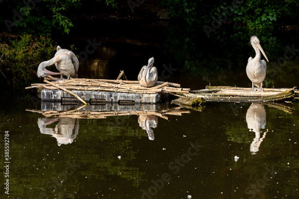 Fototapeta Three pelicans rest during the day on the pond