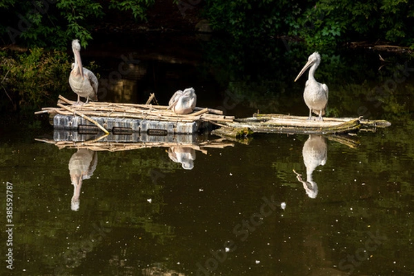 Fototapeta Three pelicans rest during the day on the pond