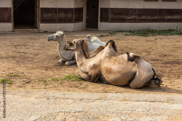 Fototapeta Two camels lie on the sand in an aviary at the zoo
