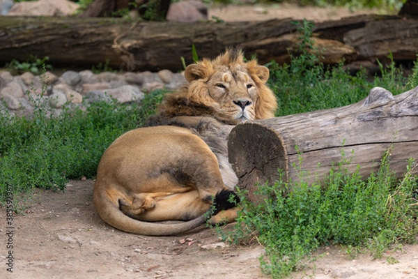 Fototapeta The lion is resting hiding behind a log