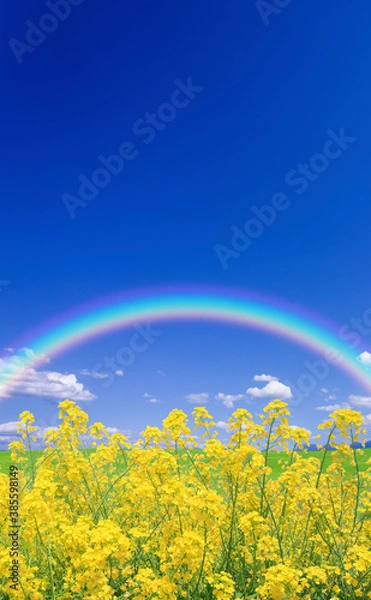 Fototapeta 菜の花と空