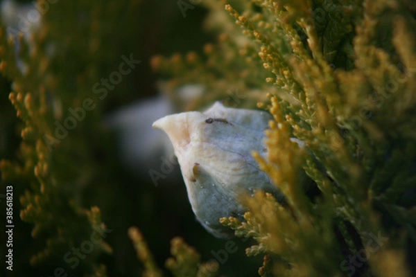 Obraz 鳥に見える木ノ実