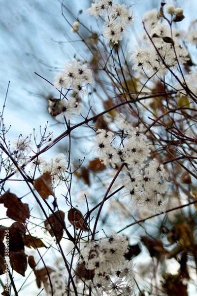 Obraz 晩秋の花１