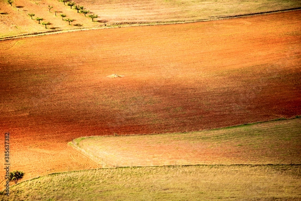 Obraz Agriculture fields of crops, olive oils in Alentejo region, Portugal