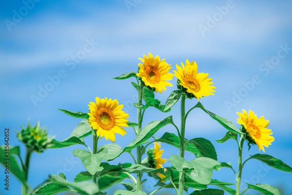 Fototapeta ひまわり畑の向日葵　ヒマワリ