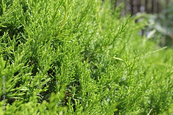 Obraz green grass background