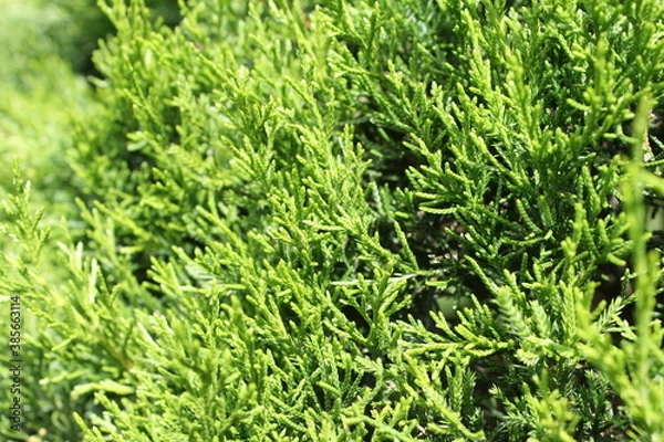 Obraz green grass background