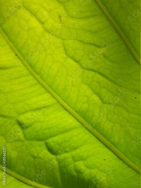 Obraz green leaf texture