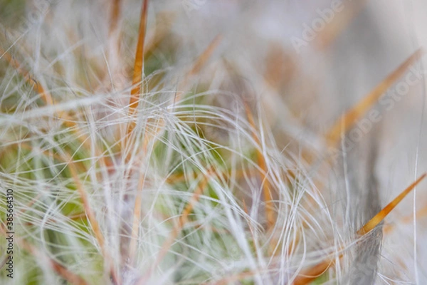 Obraz hairy succulent