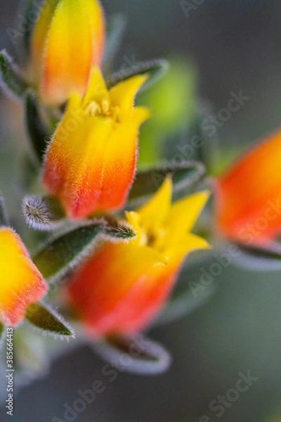 Obraz Succulent flowers 