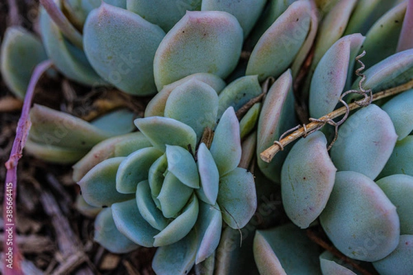 Obraz Succulent