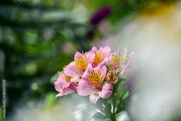 Fototapeta アルストロメリアは花色が豊富で色鮮やかなものからパステル調やシックな感じのものまであり、花束やフラワーアレンジに多く利用されます。