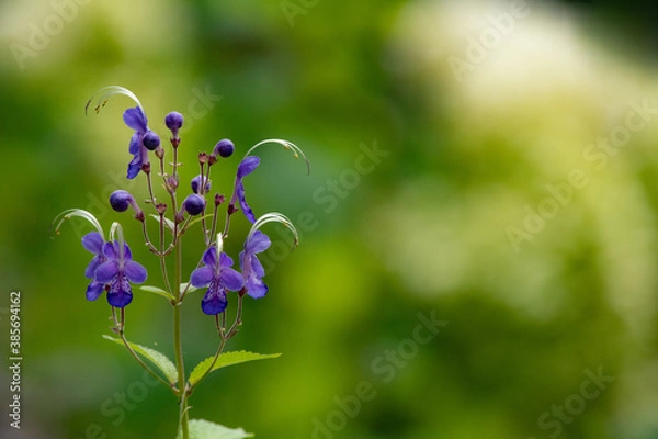 Fototapeta 秋の大雪森のガーデンのカリガネソウ